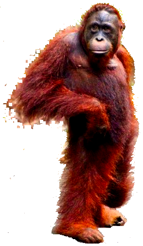 Sahlan Momo, Meeting in the Cave, The Orangutan.
